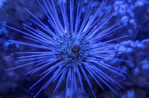 Banded Sea Urchin Thumbnail