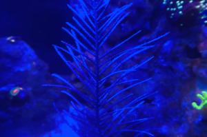 Purple Plume Gorgonian Thumbnail