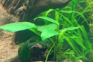 Anubias nana Thumbnail