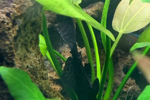 Pleco Thumbnail