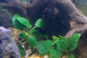 Anubias Nana Thumbnail