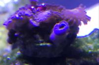 Zoanthid Thumbnail