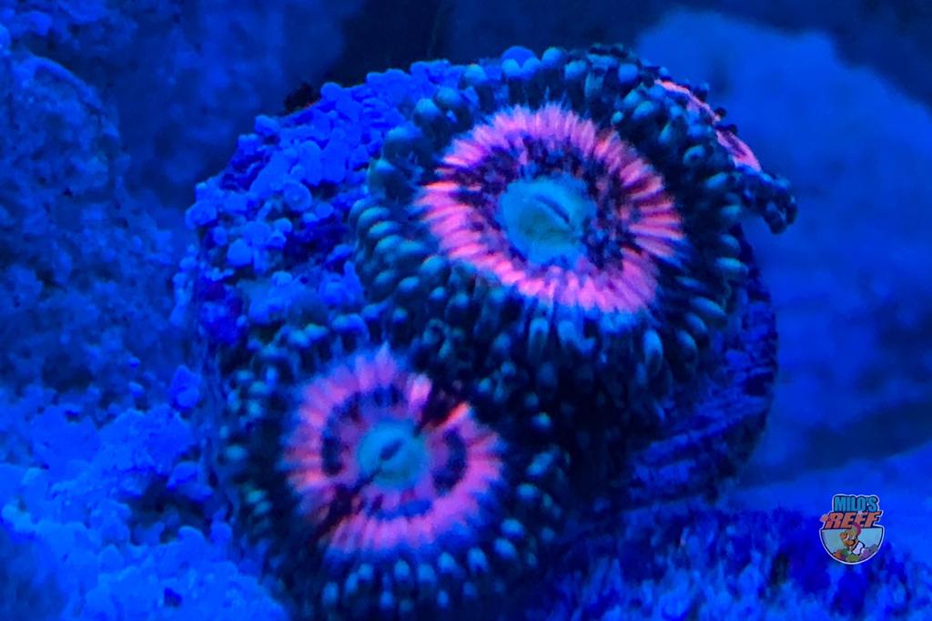 Pink Zipper Zoa / Zoanthus sp var Pink Zipper 81