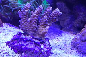 Acropora Coral Walt Disney Thumbnail