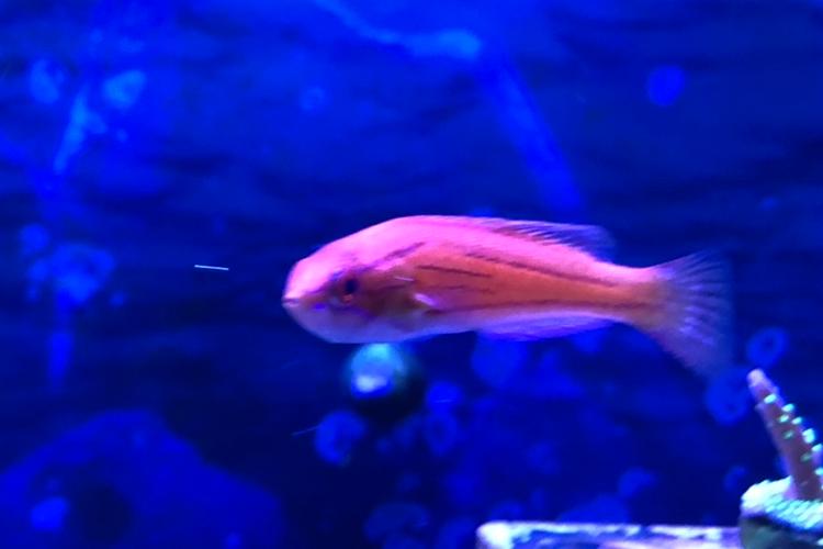 Yellowfin Flasher Wrasse / Paracheilinus flavianalis 15