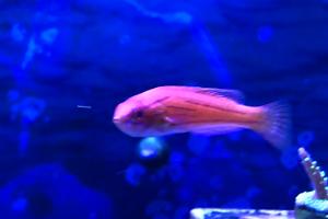 Yellowfin Flasher Wrasse Thumbnail