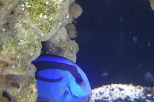 Blue Tang Thumbnail