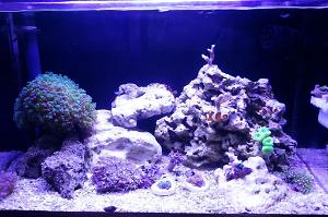 10g Mantis Reef Thumbnail