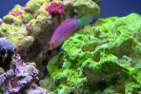 Six line wrasse Thumbnail