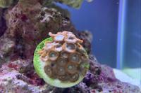 Zoanthid 1 Thumbnail