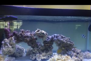 Reef 40 gal Breeder Thumbnail