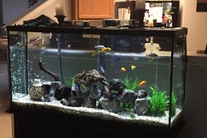 African Cichlid Tank Thumbnail