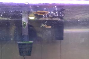 Zebra danio Thumbnail