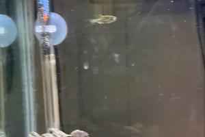 Zebra danio Thumbnail