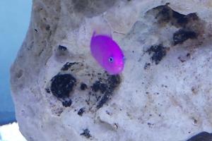 Purple Dottyback Thumbnail