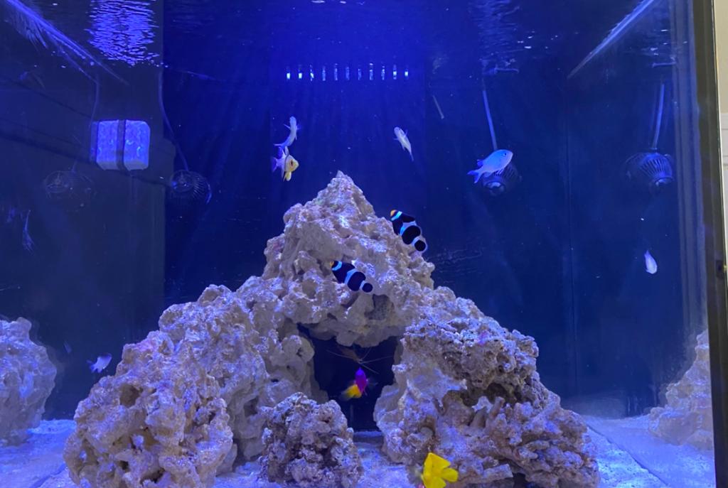 60g Cube reef on Aug 2, 2020