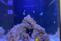 60g Cube reef on Aug 2, 2020