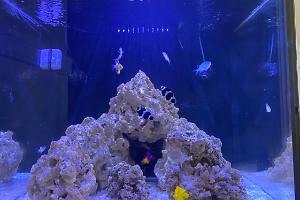 60g Cube reef on Aug 2, 2020