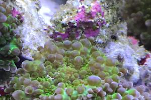 Bubble Tip Anemone Thumbnail