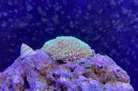 Yellow Starburst Polyps Thumbnail