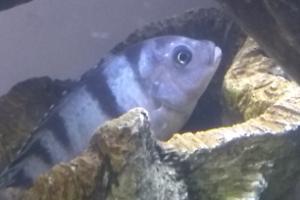 Kenyi Cichlid Thumbnail