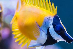 Foxface rabbitfish Thumbnail