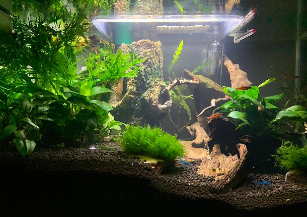 Fluval Edge on Aug 4, 2020