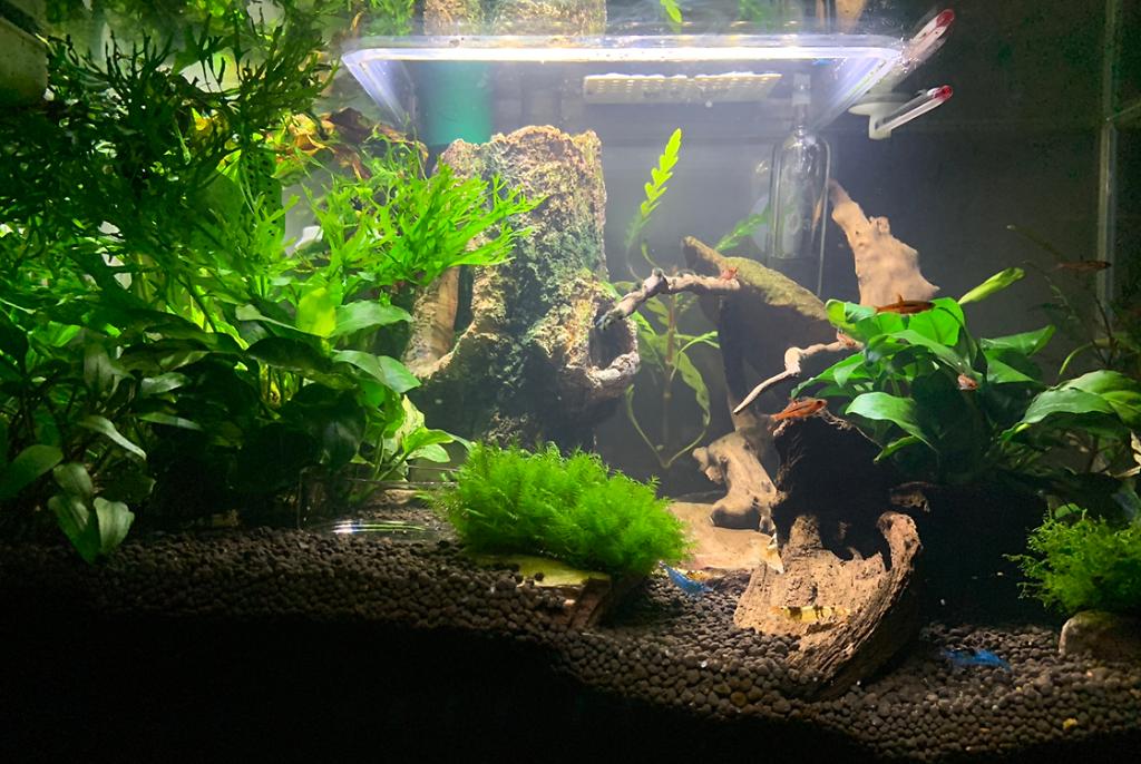 Fluval Edge on Aug 4, 2020