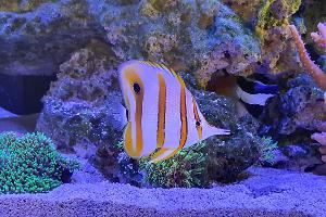 Copperband Butterflyfish Thumbnail