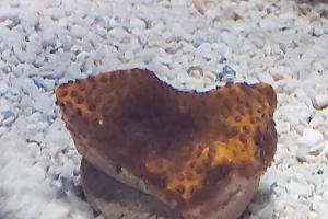 Encrusting Montipora Coral Thumbnail