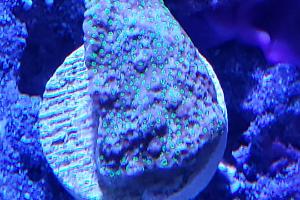 WWC Northern Lights Montipora Thumbnail