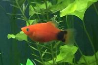 Gold Mickey Mouse Platy Thumbnail