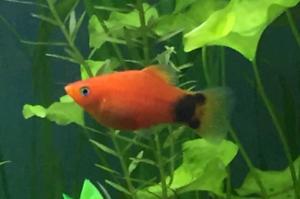 Mickey Mouse Platy Thumbnail