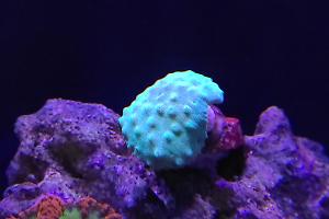 Toadstool Mushroom Leather Coral Thumbnail