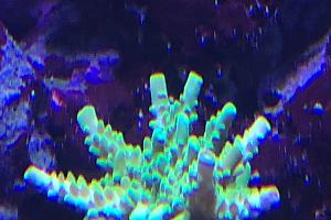 Yellow Sps Above Fox Flame Thumbnail