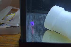 Orchid Dottyback Thumbnail