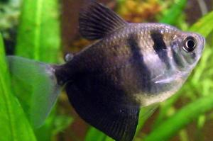 Black Tetra Thumbnail