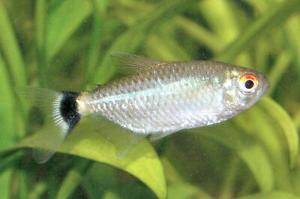 Red Eye Tetra Thumbnail