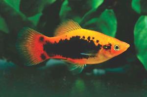 24 Karat Tuxedo Platy Thumbnail