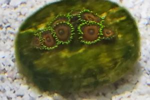 Eagle Eye Zoanthids Thumbnail