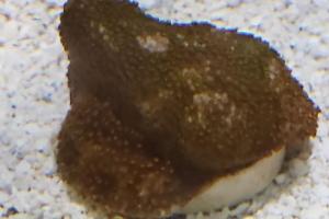 Smooth Encrusting Montipora Coral - Rainbow Thumbnail