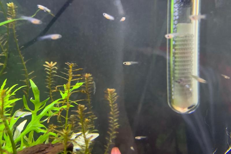 Guppy Tank Thumbnail