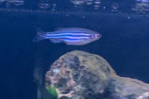 Zebra Danio Thumbnail