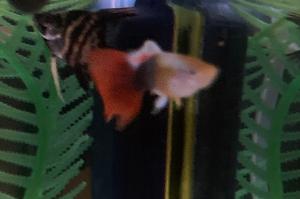 Fancy Male Guppy Thumbnail