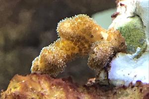 Green-pink pocillopora Thumbnail