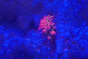 Rainbow Rose Bubble Tip Anemone Thumbnail