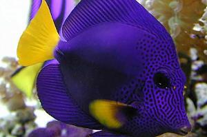 purple tang Thumbnail