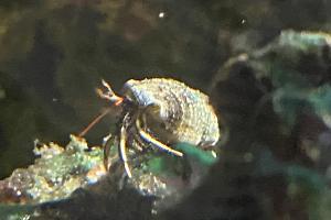 Blue Dwarf Blue Tip Hermit Crab Thumbnail