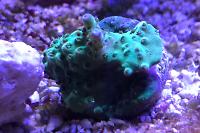 Acropora Pink Tip Thumbnail