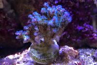 Pocillopora lemon lime Thumbnail